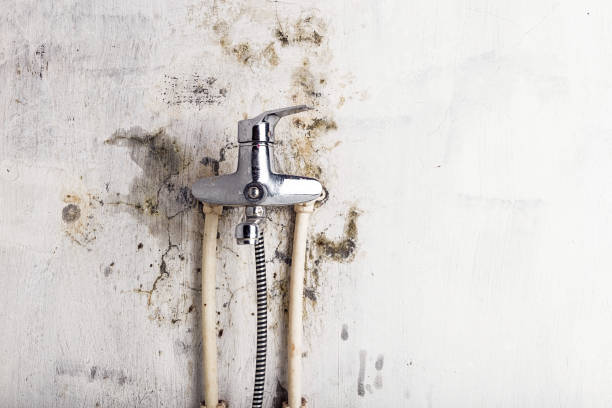 Best Black Mold Remediation in Elgin, MN