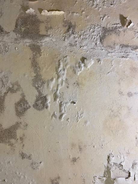 Best Attic Mold Remediation in Elgin, MN
